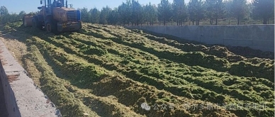 起劲开展饲草料、青贮玉米收储事情，，，，，，备足牲畜越冬度春“口粮”